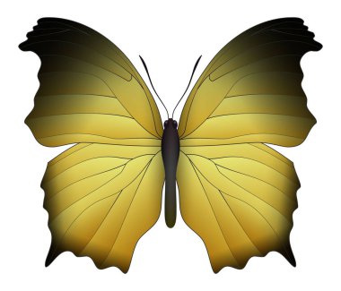 Beyaz arka planda izole edilmiş güzel kelebek.