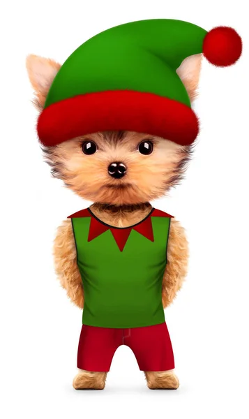 Funny pes Santas elf s kloboukem. Vánoční koncept — Stock fotografie