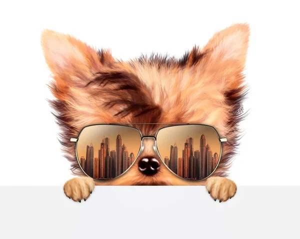 Divertente cane che indossa occhiali da sole dietro il banner — Foto Stock