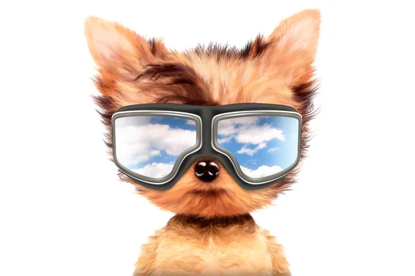 Pes v sluneční brýle izolovaných na bílém pozadí — Stock fotografie