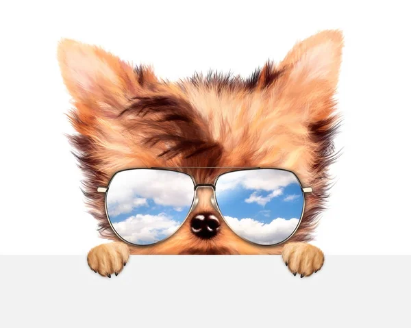 Lustiger Hund mit Sonnenbrille hinter Banner — Stockfoto