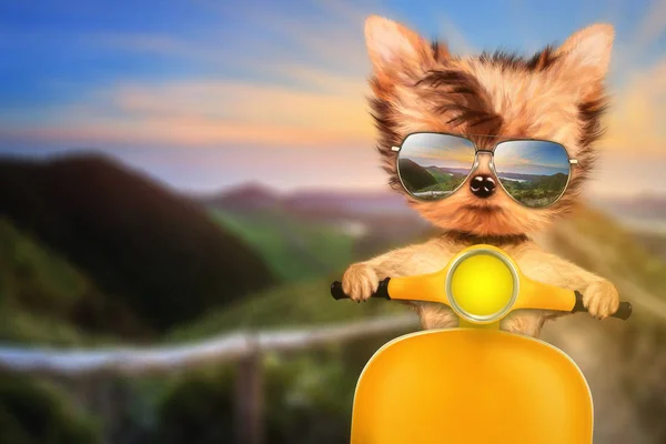 Собака на мотоцикле — стоковое фото