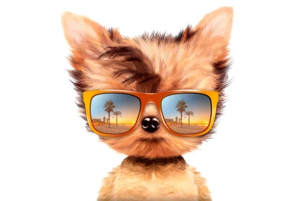 Perro en gafas de sol aisladas sobre fondo blanco — Foto de Stock