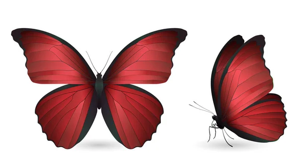 Uppsättning fjärilar isolerad på vit bakgrund — Stock vektor