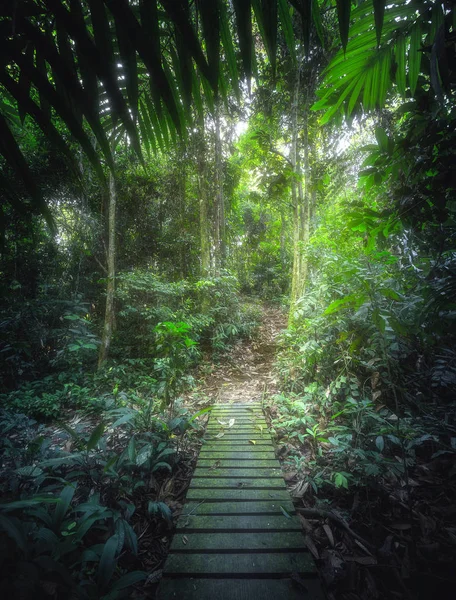 Selvas tropicales con sendero en Borneo, Asia — Foto de Stock