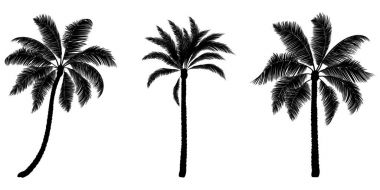Siyah vektör palm kümesi. Elle çizilmiş ağaçlar.