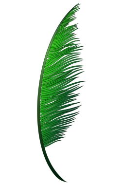 Gerçekçi yeşil tropikal Hindistan cevizi hurma dalı