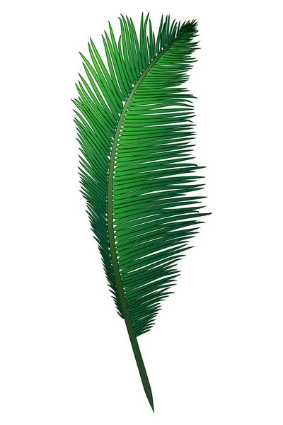 Realistyczne oddział zielony tropikalne palmy kokosowe — Wektor stockowy