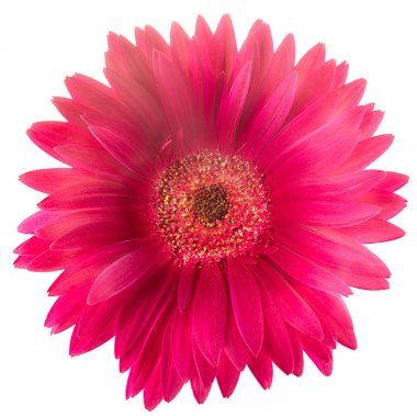 Pembe gerbera çiçeği beyaz arkaplanda izole edilmiş