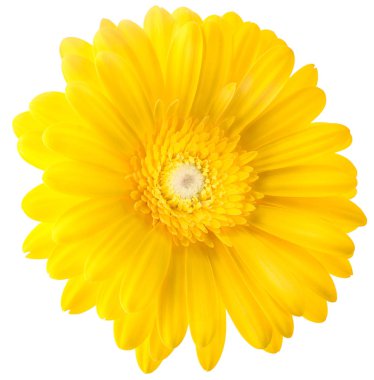 sarı gerbera çiçeği beyaz arkaplanda izole