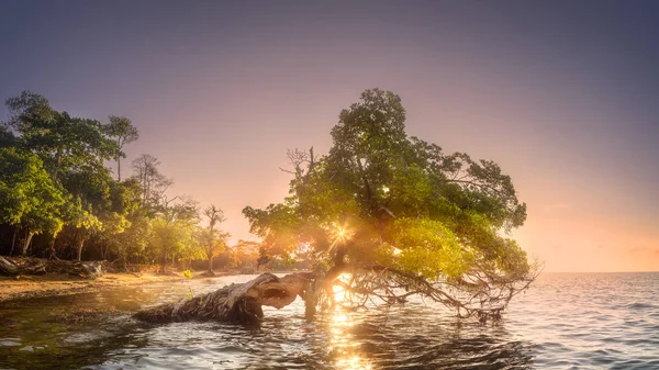 水とボルネオ島の海岸のビーチの下のツリー — ストック写真