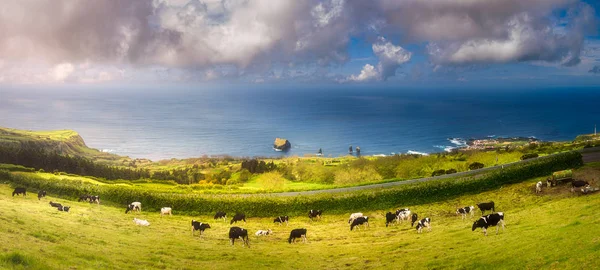 Cows on meadows and ocean on Ponta Delgada, Azores