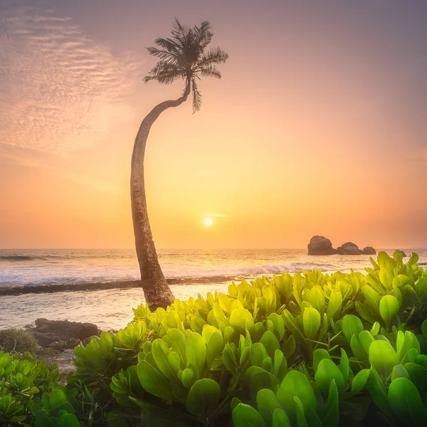 Tree under the water and coast of Sri Lanka beach — Stock Photo, Image