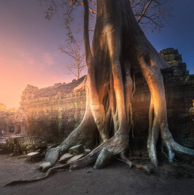 Ta Prohm Tapınağı Angkor Kamboçya'da dev ağaç