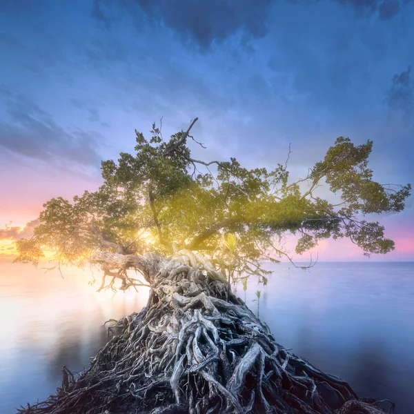 Tree over the water and coast of Borneo beach — Stock Photo, Image