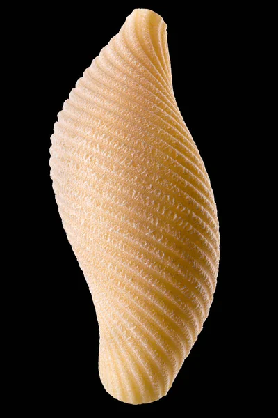 Macro foto de conchiglie concha de macarrão isolado no fundo preto — Fotografia de Stock