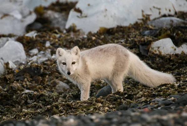 Foto Incrível Raposa Ártica Bonito Primavera Paisagem Tundra — Fotografia de Stock