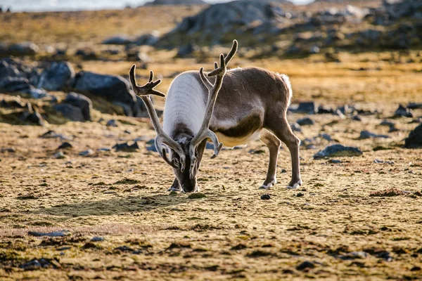 Rendieren Met Verbazingwekkende Grote Hoorns Pooltoendra — Stockfoto