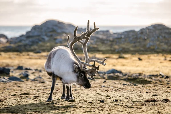 Rendieren Met Verbazingwekkende Grote Hoorns Pooltoendra — Stockfoto