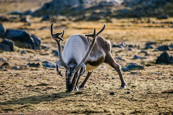 Kuzey Kutbu tundrasında inanılmaz boynuzları olan ren geyiği.