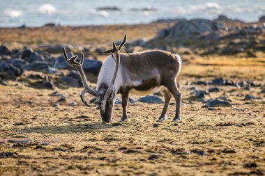 Kuzey Kutbu tundrasında inanılmaz boynuzları olan ren geyiği.