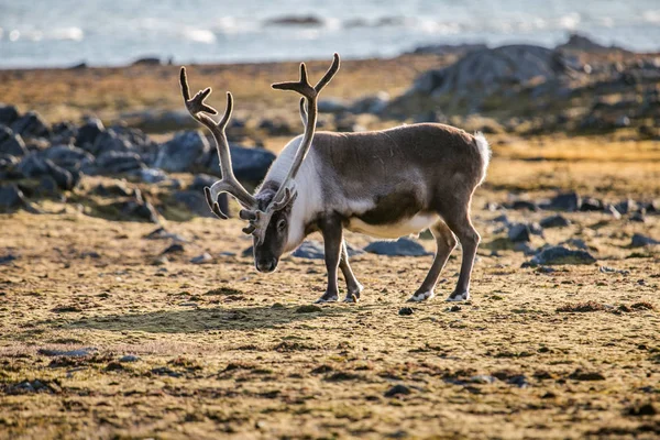 在北极冻土带里长着惊人大角的驯鹿 — 图库照片
