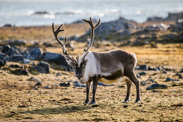 Rentiere Mit Erstaunlich Großen Hörnern Der Arktischen Tundra — Stockfoto