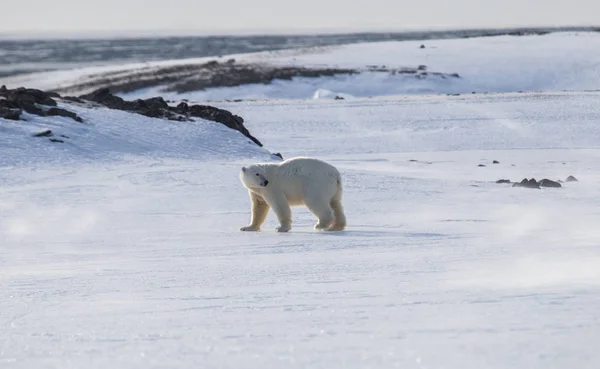 Eisbär Der Arktis — Stockfoto