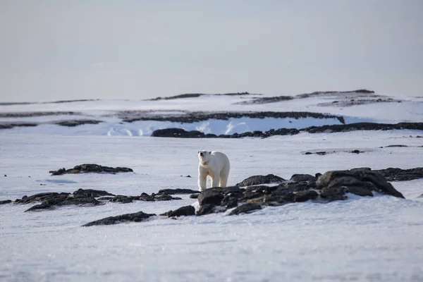 Πολική Αρκούδα Στην Αρκτική — Φωτογραφία Αρχείου