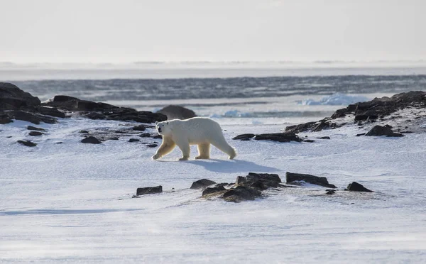 Ours Polaire Arctique — Photo