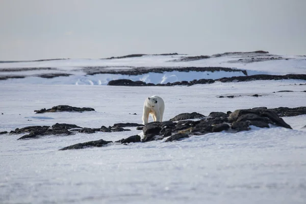 Eisbär Der Arktis — Stockfoto