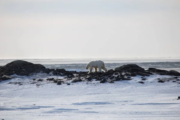 Orso Polare Artica — Foto Stock