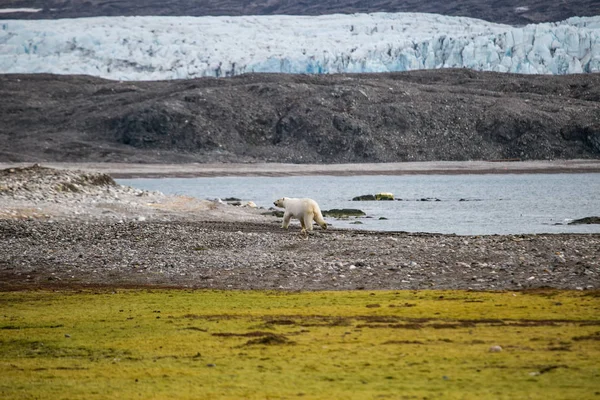 Eisbär Der Arktis — Stockfoto