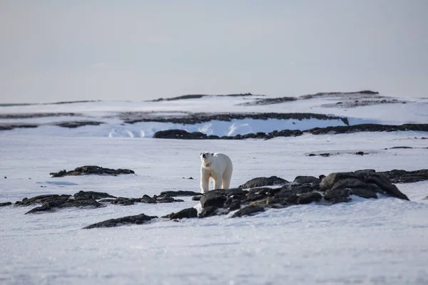 Urso Polar Ártica — Fotografia de Stock