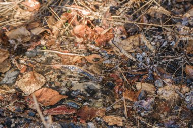 Taş sıçrama su - su, çekimde hava su açık havada hareket nehir ilkbaharda düşer