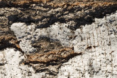 Huş ağacı kabuğu doku doğal arka plan kağıt yakın çekim / ağaç ahşap doku huş ağacı