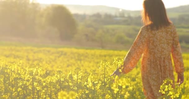 Una donna cammina in un campo di fiori gialli. fiore per la bellezza e la salute della pelle e dei capelli. attraente ragazza in bel vestito etnico giallo. — Video Stock