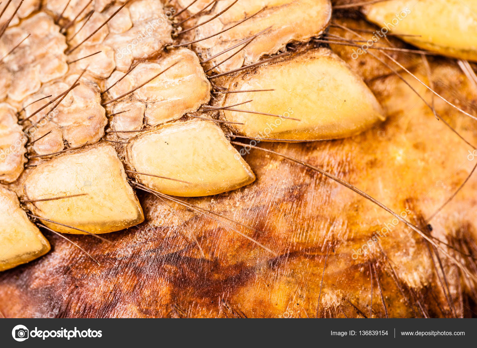 Armadillo skin detail Stock Photo by ©dlpn 136839154
