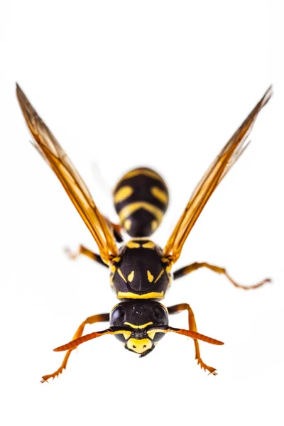 Wasp on white macro — Stock Photo, Image