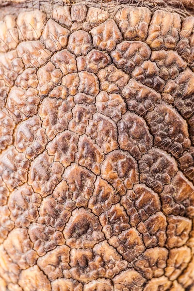 Armadillo skin closeup — Stock Photo, Image