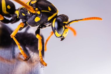 Wasp makro çekim