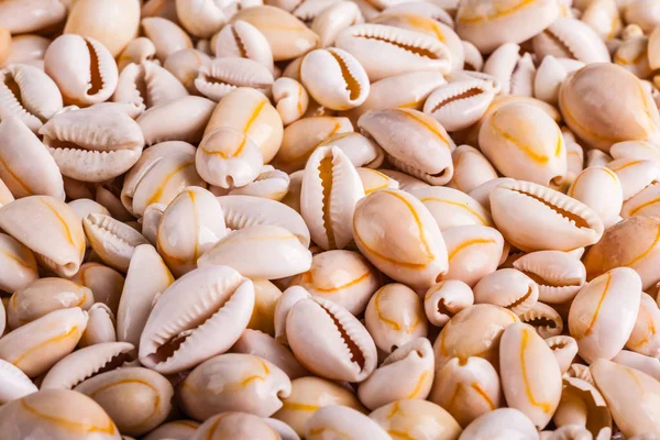 Small seashell heap — Stock Photo, Image