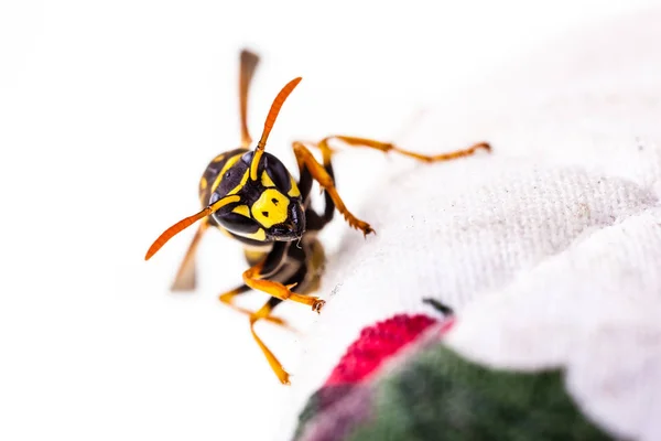 Wasp kruipen op tafelkleed — Stockfoto