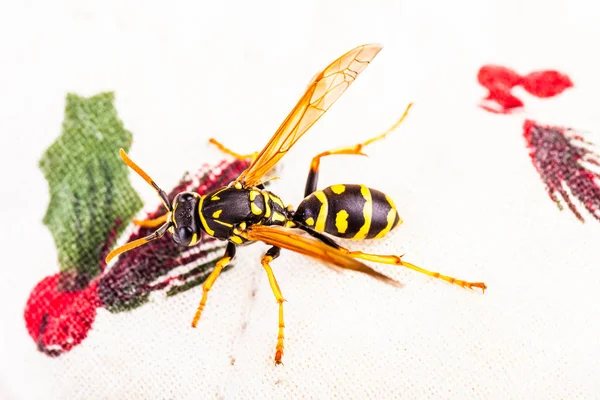 Beyaz masa örtüsü üzerinde yaban arısı — Stok fotoğraf