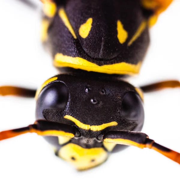 Wespenkopfmakro — Stockfoto