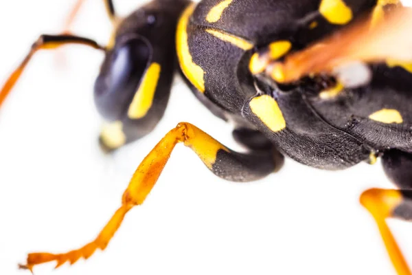 Hornet extreme closeup — Stock Photo, Image