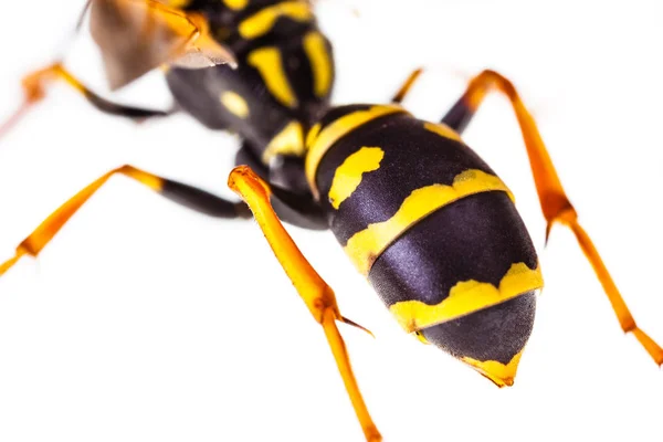 Wasp stinger detail — Stock Photo, Image