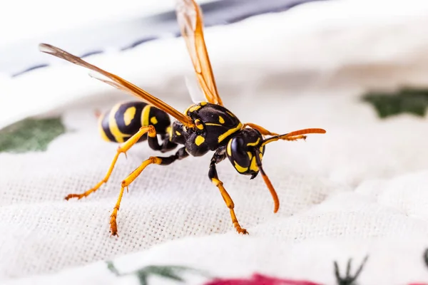 Gemeenschappelijke wasp op taclecloth — Stockfoto