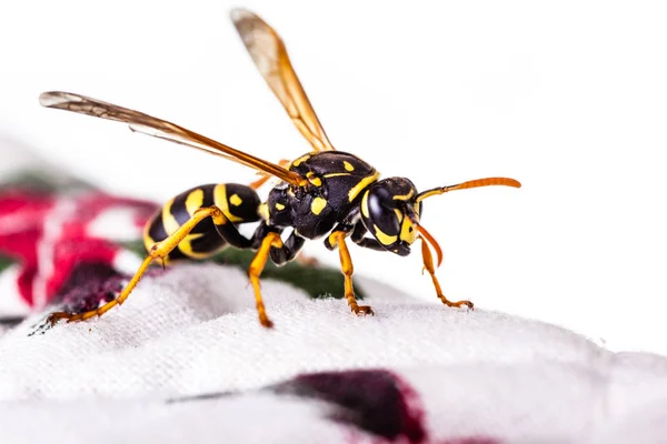 A terítő Hornet — Stock Fotó