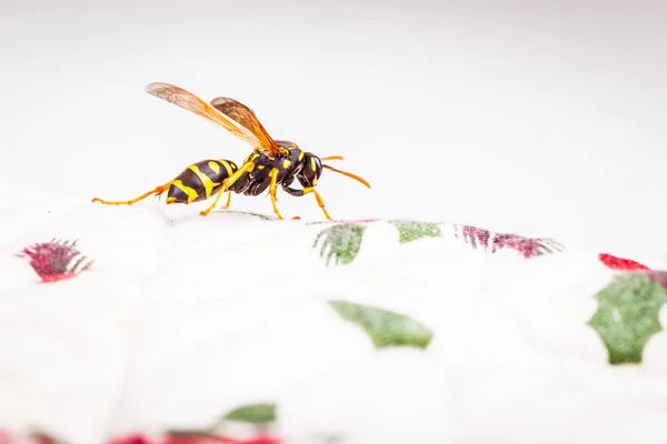 Hornet em uma toalha de mesa branca — Fotografia de Stock